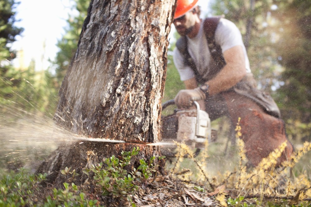 мужчина пилит дерево бензопилой